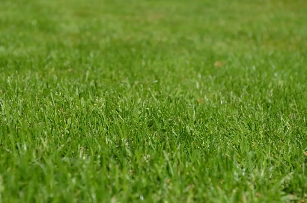Groundcover Texture – Lush Lawn | CSN Lawncare, Hudson WI